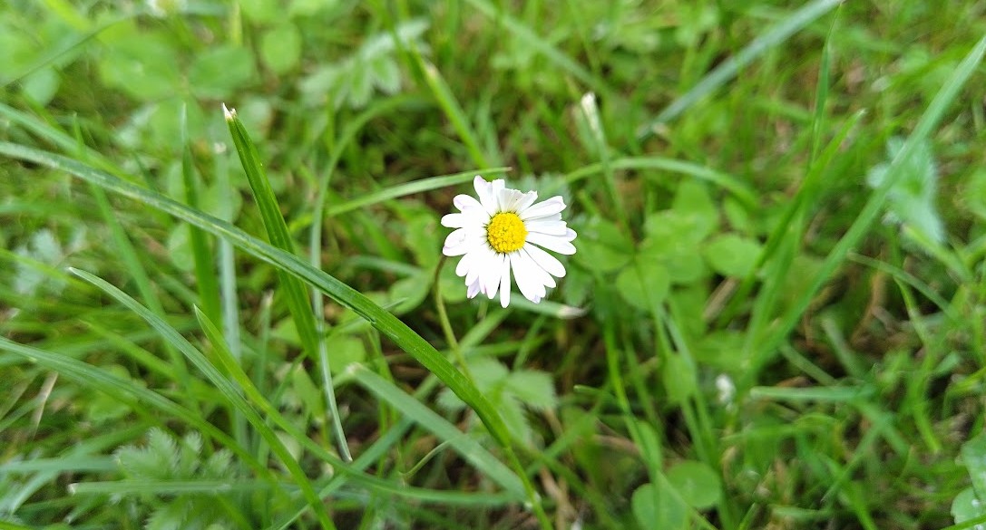 2026 06 Gaensebluemchen